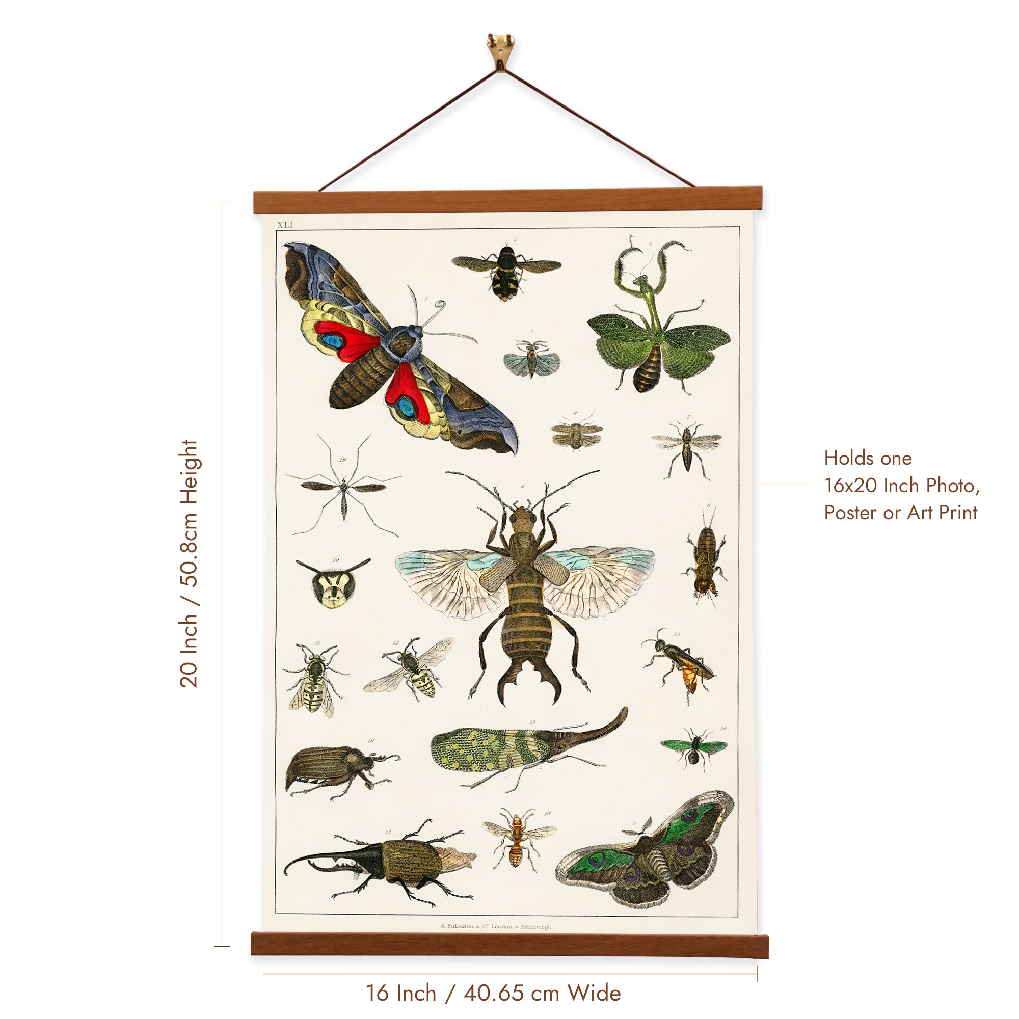 A detailed canvas print of various insects by Oliver Goldsmith, showcasing intricate illustrations and vibrant colors.