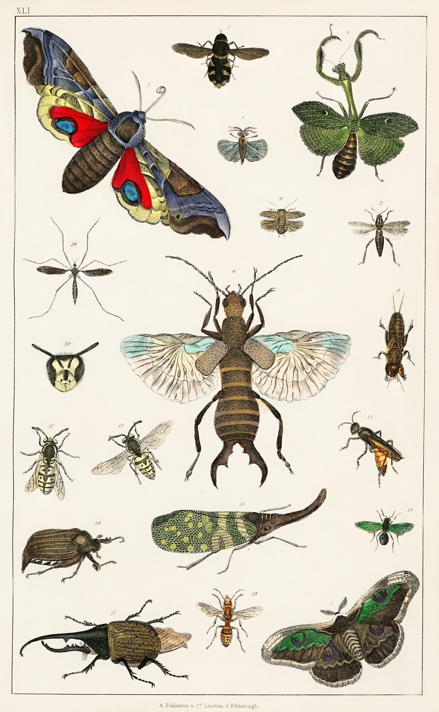 A detailed canvas print of various insects by Oliver Goldsmith, showcasing intricate illustrations and vibrant colors.