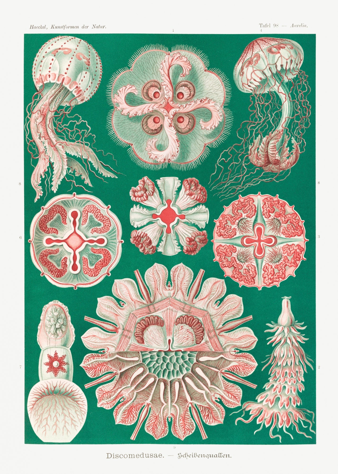 A detailed illustration of jellyfish by Ernst Haeckel, showcasing intricate forms and vibrant colors on a canvas print.