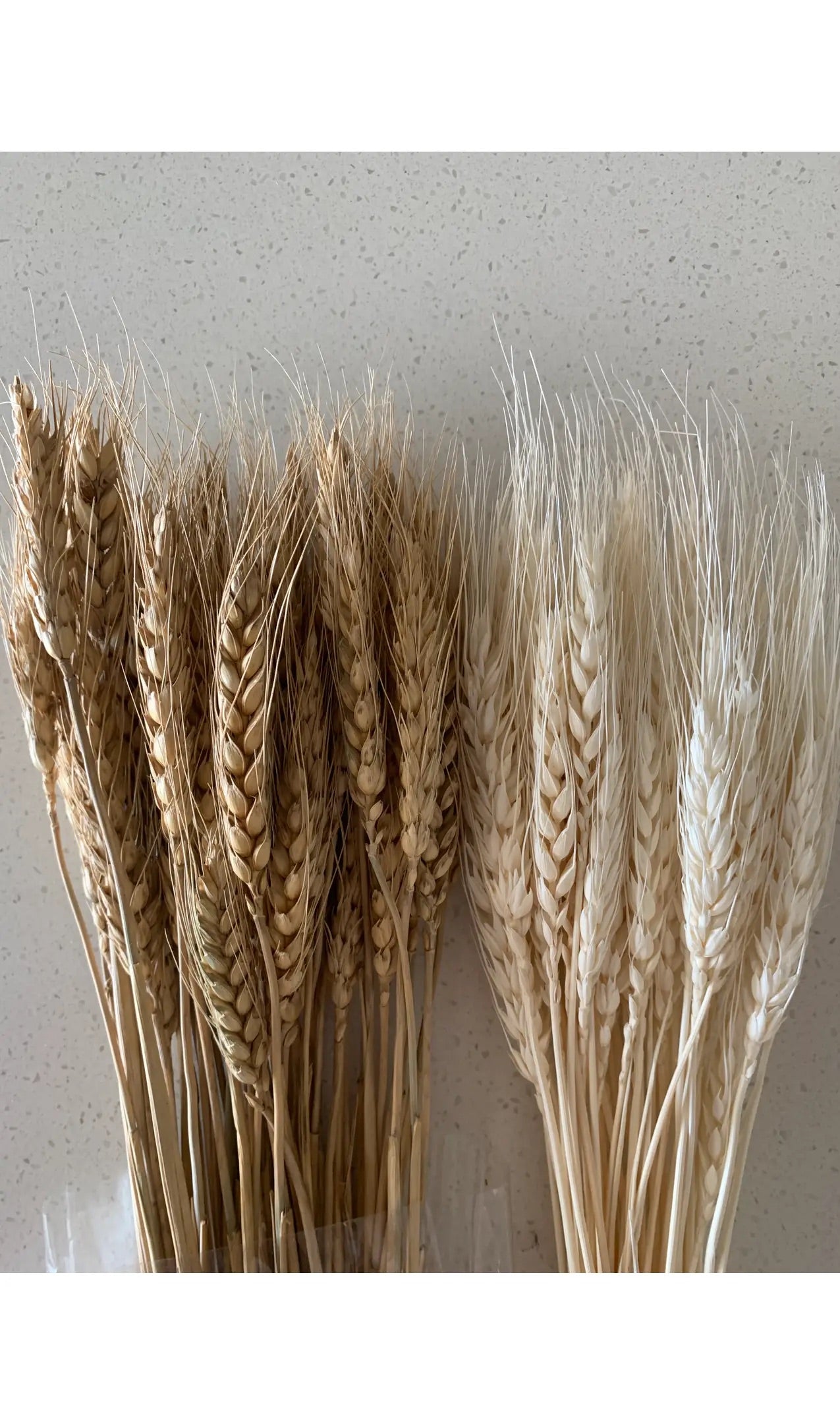 A bunch of dried wheatgrass in natural and white colors, beautifully arranged for fall decor.