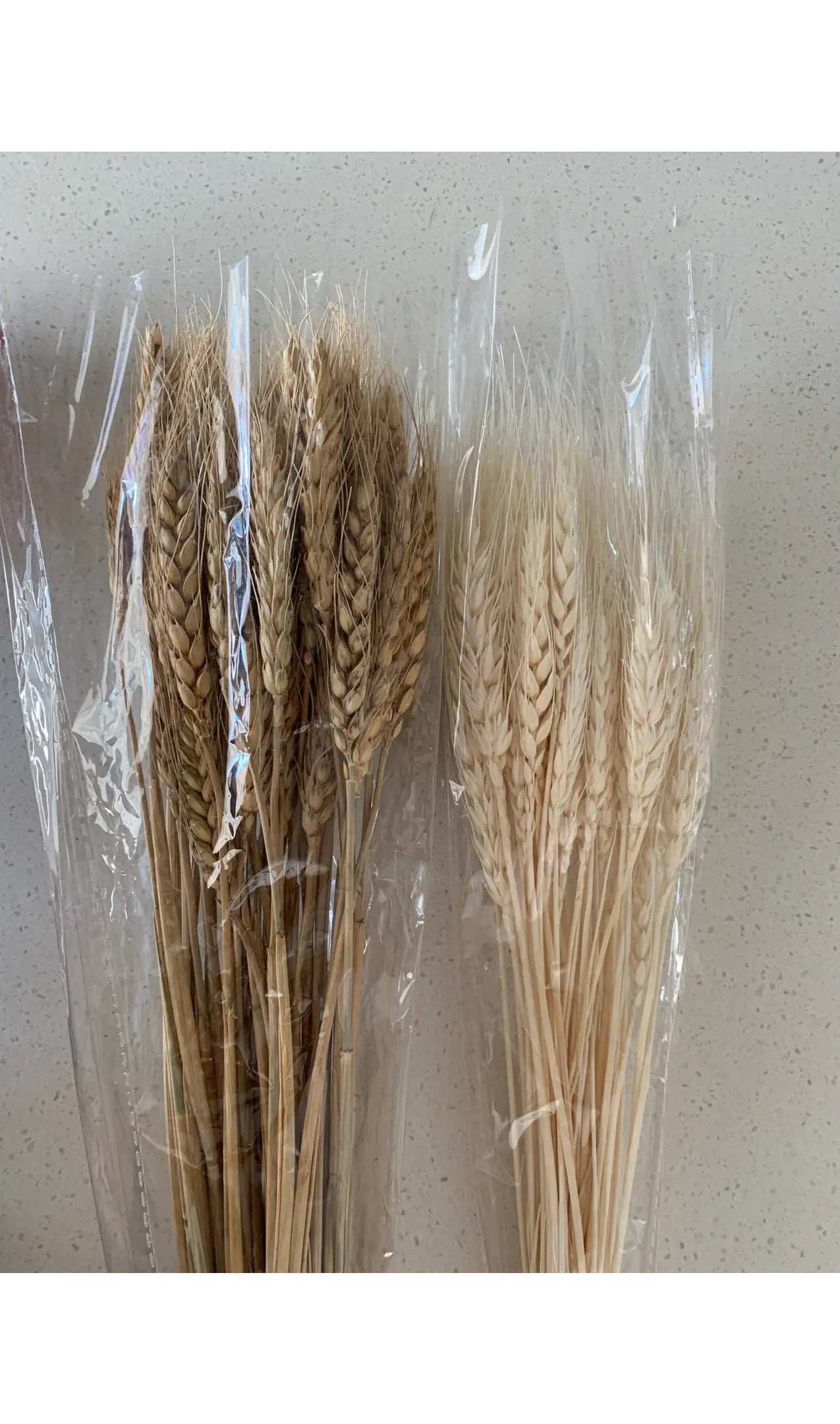 A bunch of dried wheatgrass in natural and white colors, beautifully arranged for fall decor.