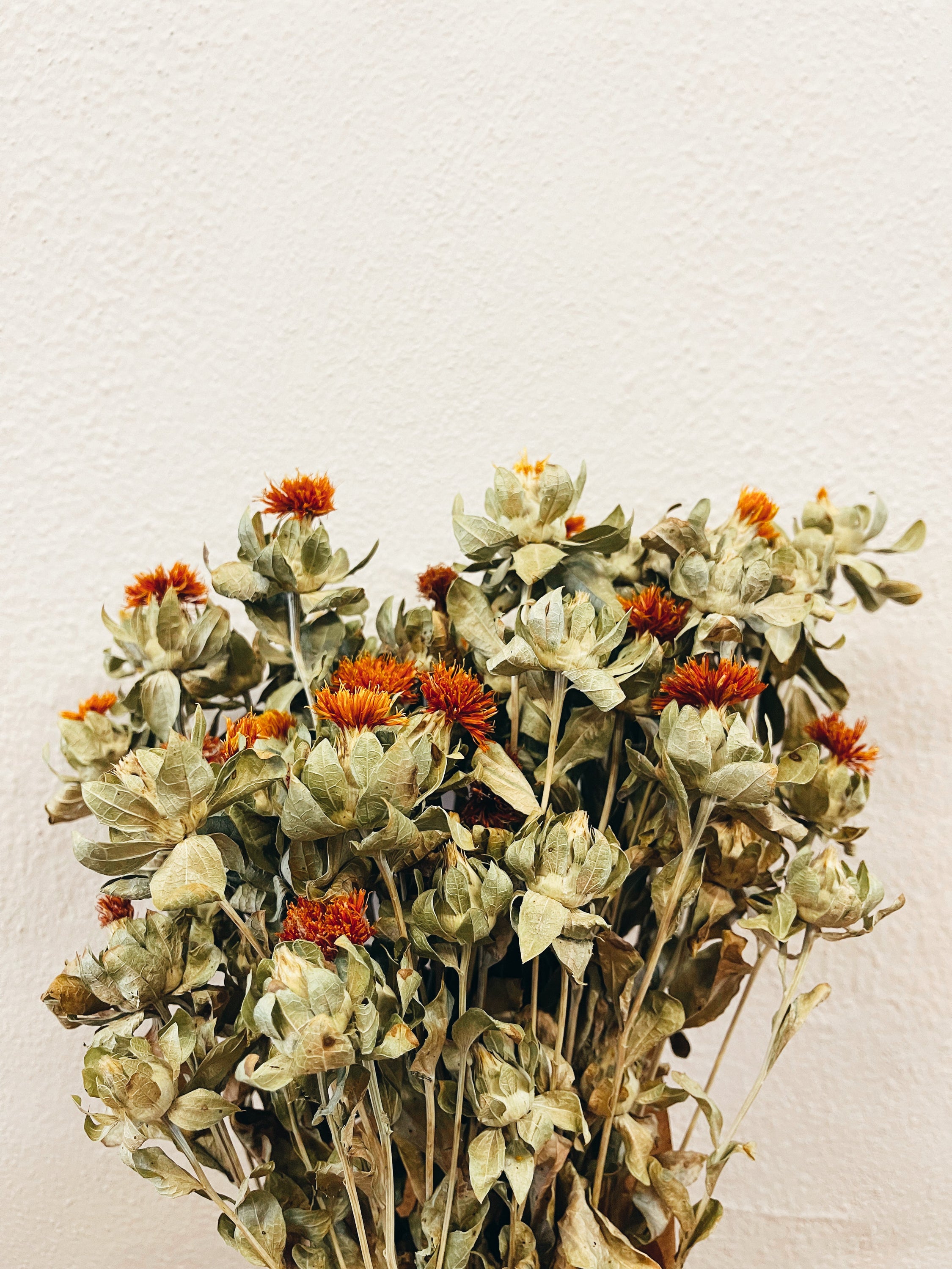 A vibrant bouquet of Flores Secas Carthamus Laranja, showcasing dried orange flowers arranged elegantly for rustic decor.