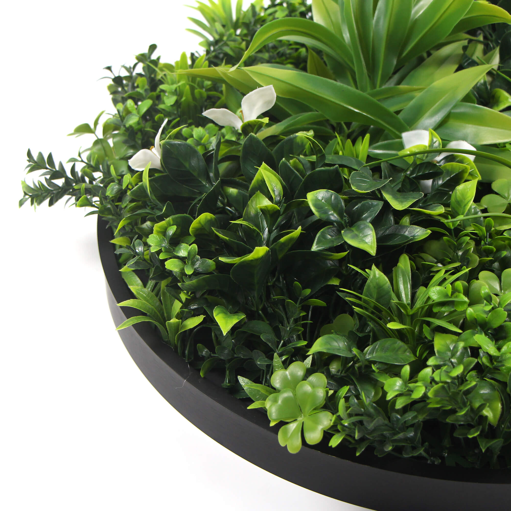 Large Flowering White Artificial Green Wall Disc with black frame, showcasing vibrant white flowers and lush greenery.