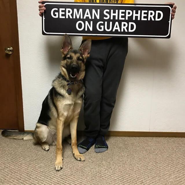 A decorative German Shepherd On Guard Sign made of aluminum, featuring a striking design suitable for home decor.