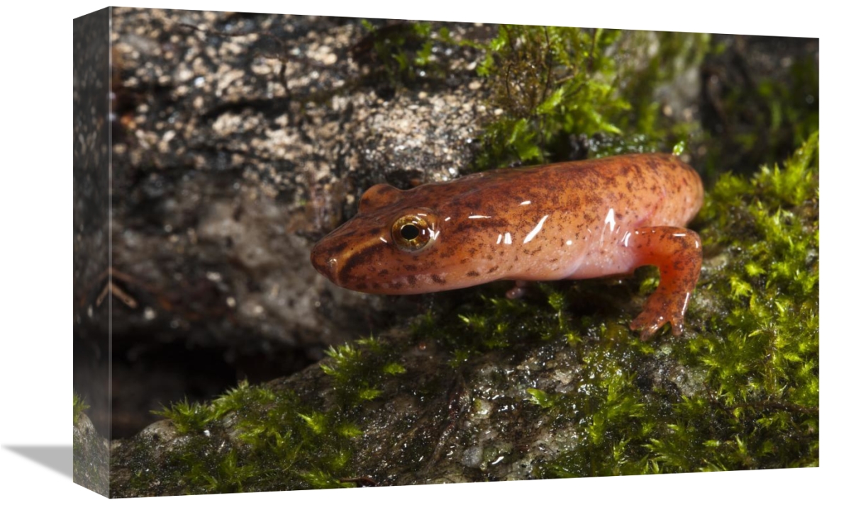 Small amphibian on mossy rock.