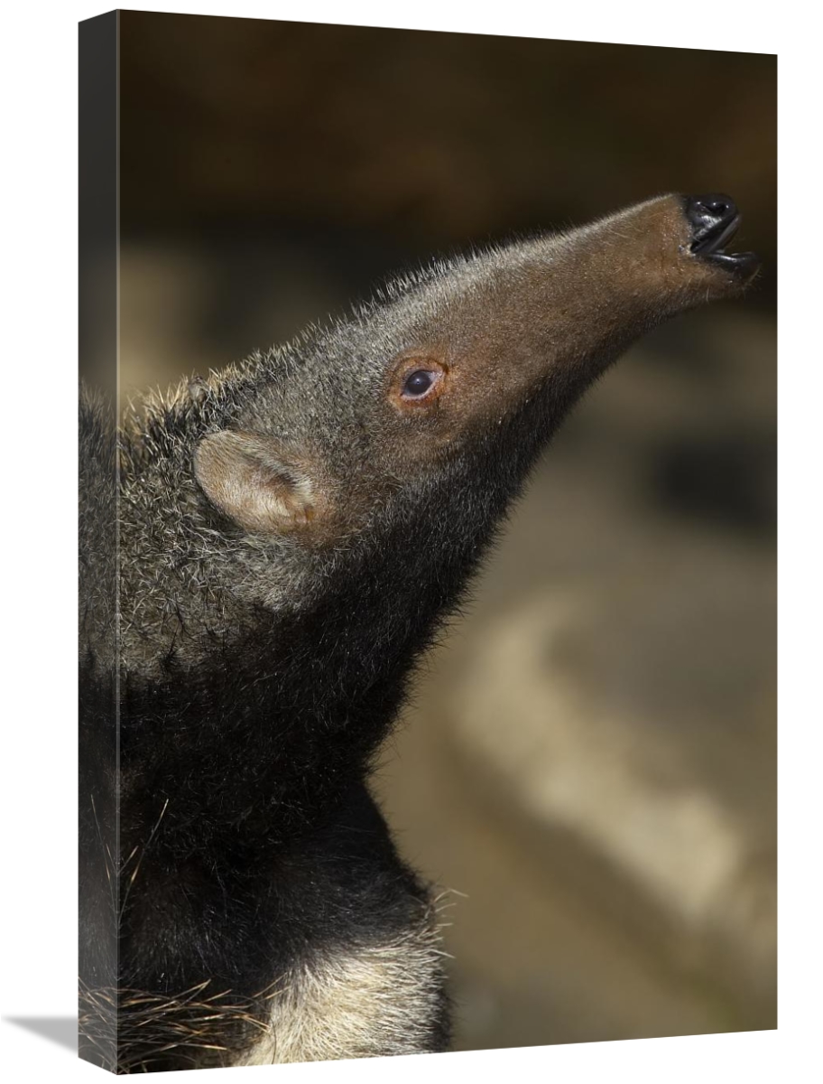 Close-up of an anteater's head.