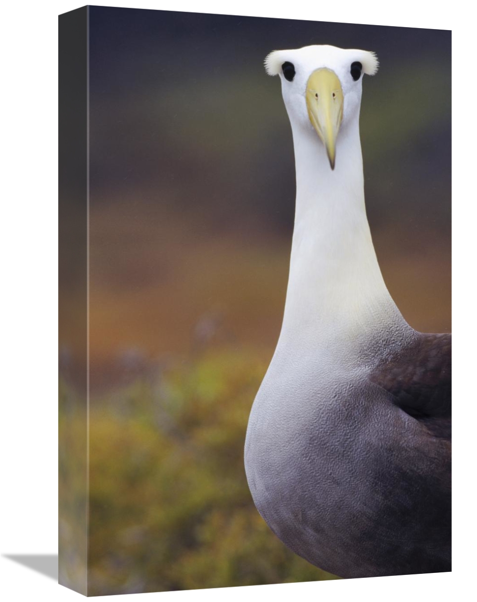 Close-up of a Waved Albatross