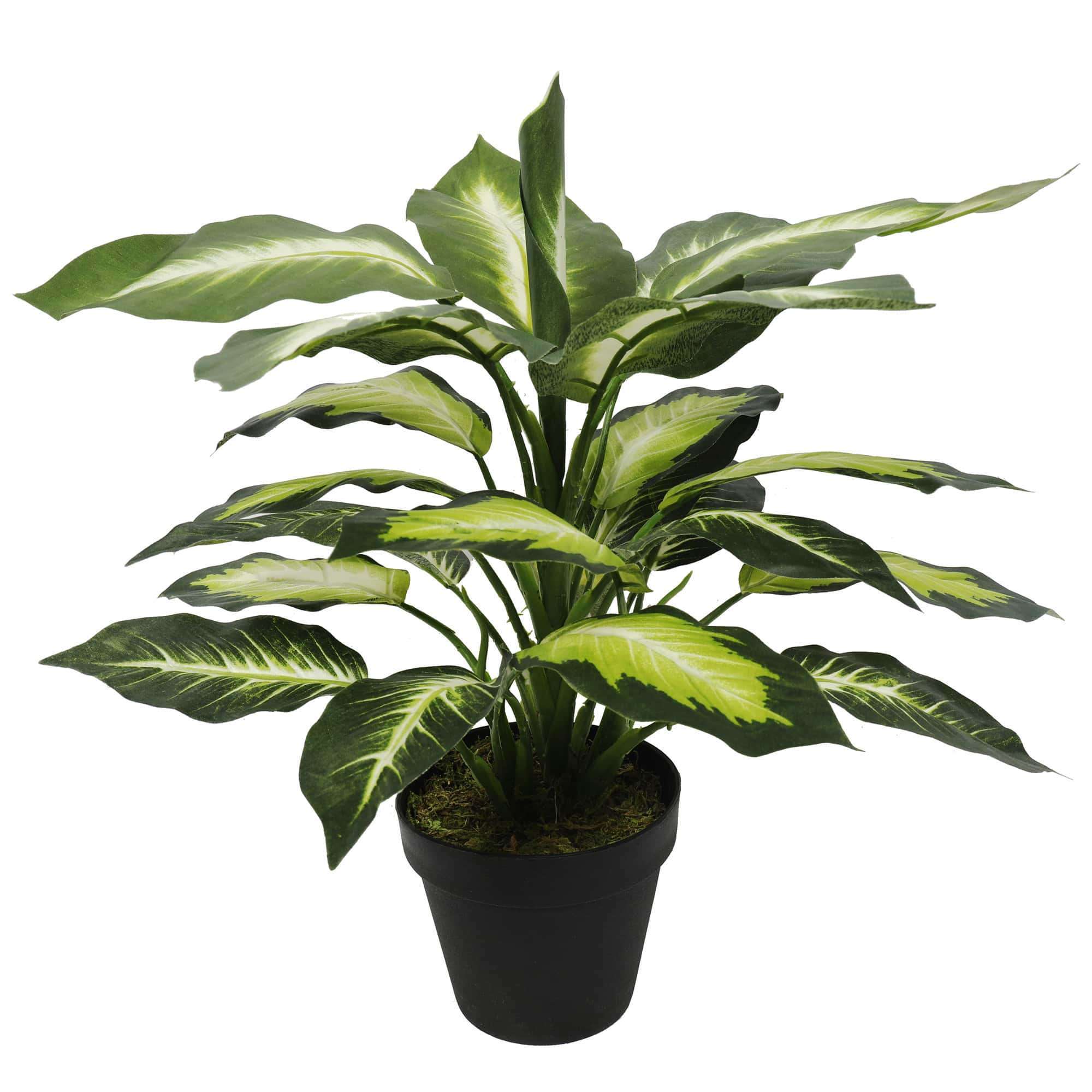 A life-like Leopard Lily (Dieffenbachia) plant in a sturdy black pot, showcasing vibrant multi-colored leaves and standing 40cm tall.