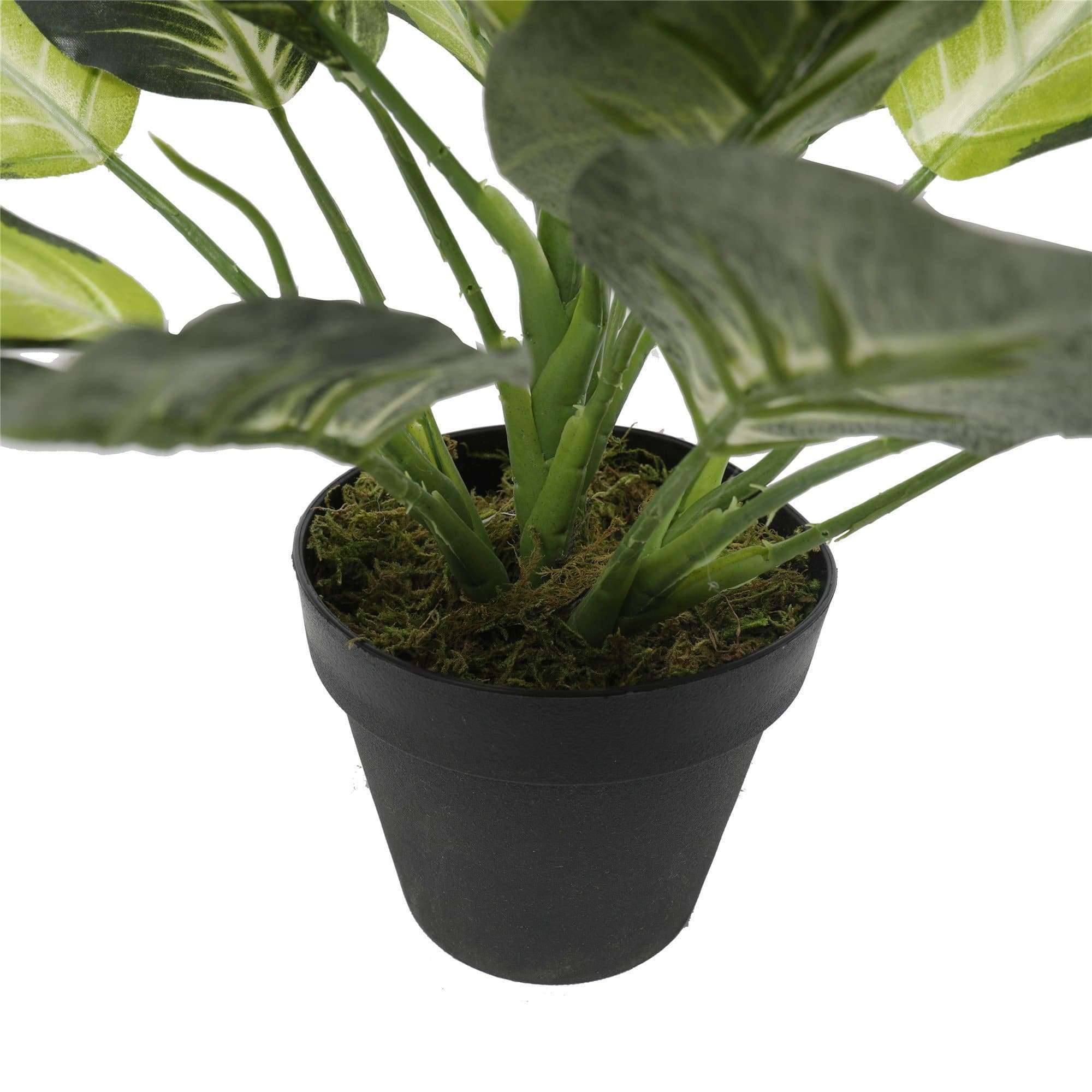 A life-like Leopard Lily (Dieffenbachia) plant in a sturdy black pot, showcasing vibrant multi-colored leaves and standing 40cm tall.