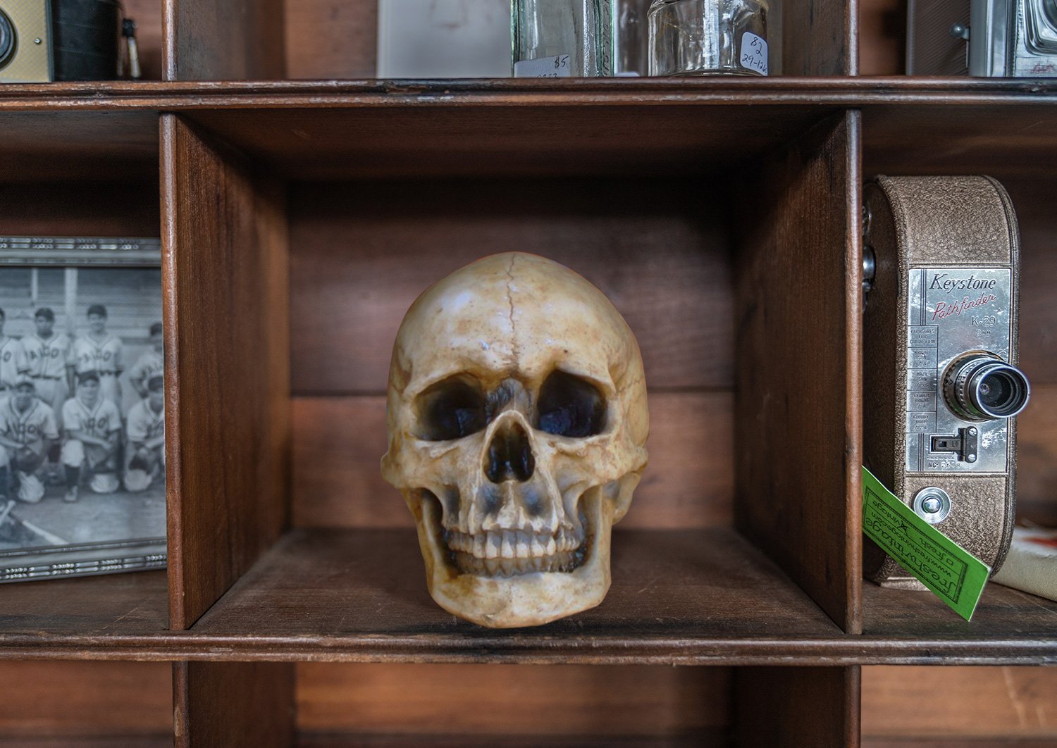 A realistic lifesize human skull made from eco-friendly polyresin, showcasing intricate details and a natural aged appearance.