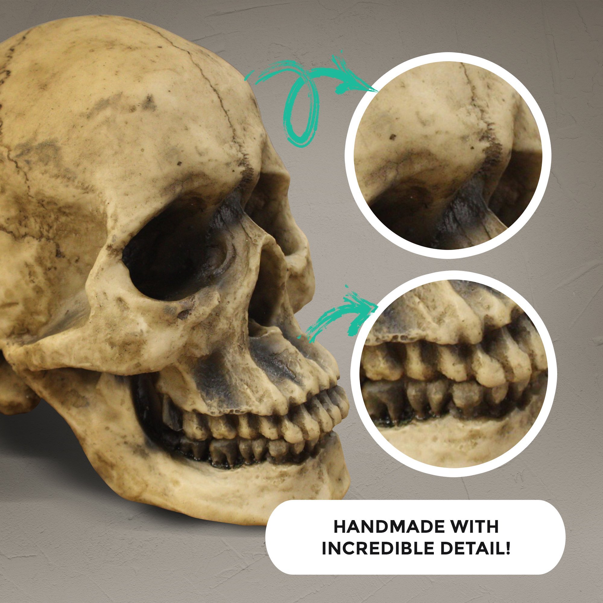 A realistic lifesize human skull made from eco-friendly polyresin, showcasing intricate details and a natural aged appearance.