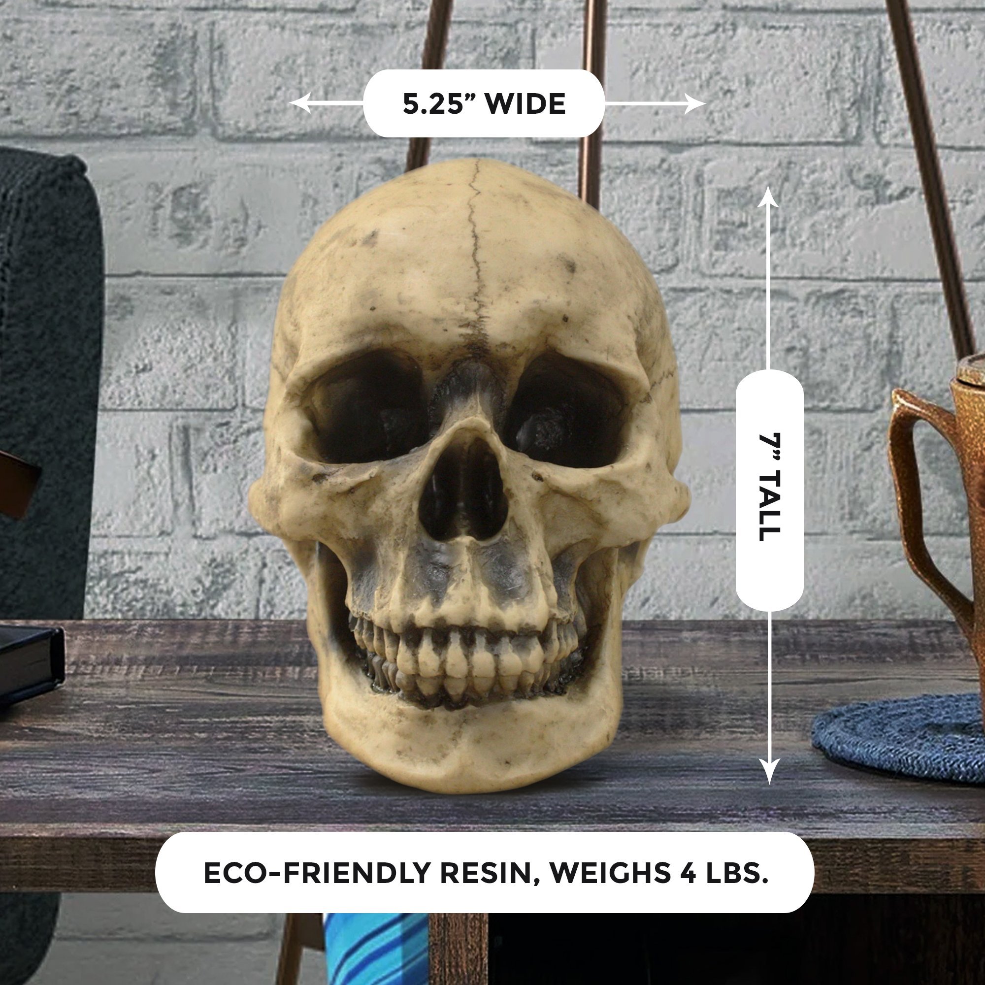 A realistic lifesize human skull made from eco-friendly polyresin, showcasing intricate details and a natural aged appearance.