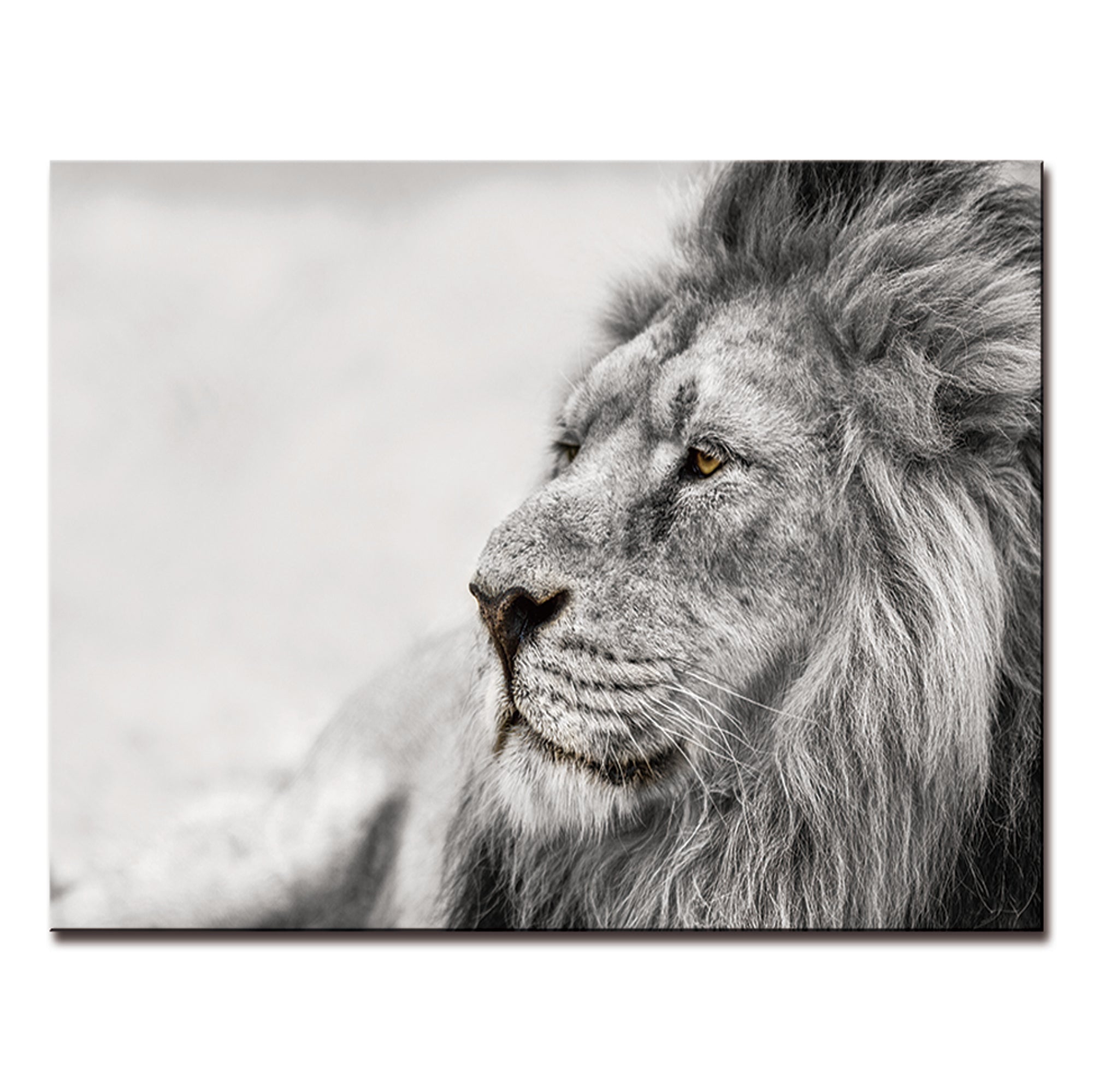 Observing Lion Acrylic Print showcasing a majestic lion design on a sleek, high-gloss acrylic panel, perfect for modern wall decor.