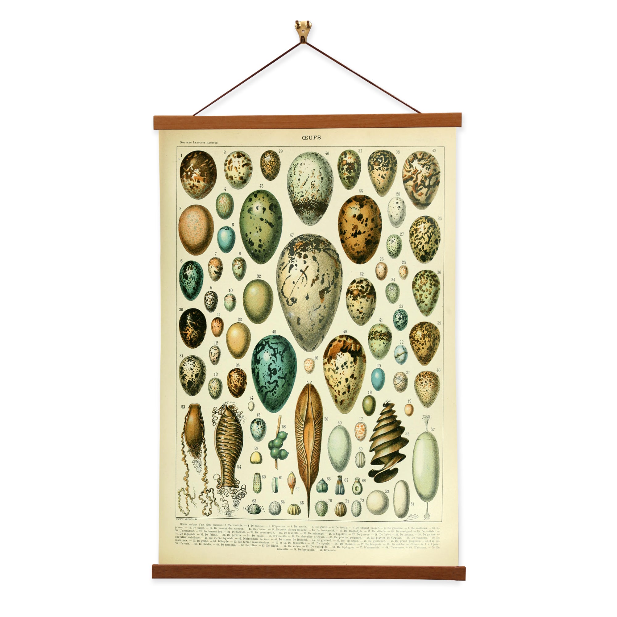 A detailed canvas print of eggs by Adolphe Millot, showcasing intricate artistry and precision.