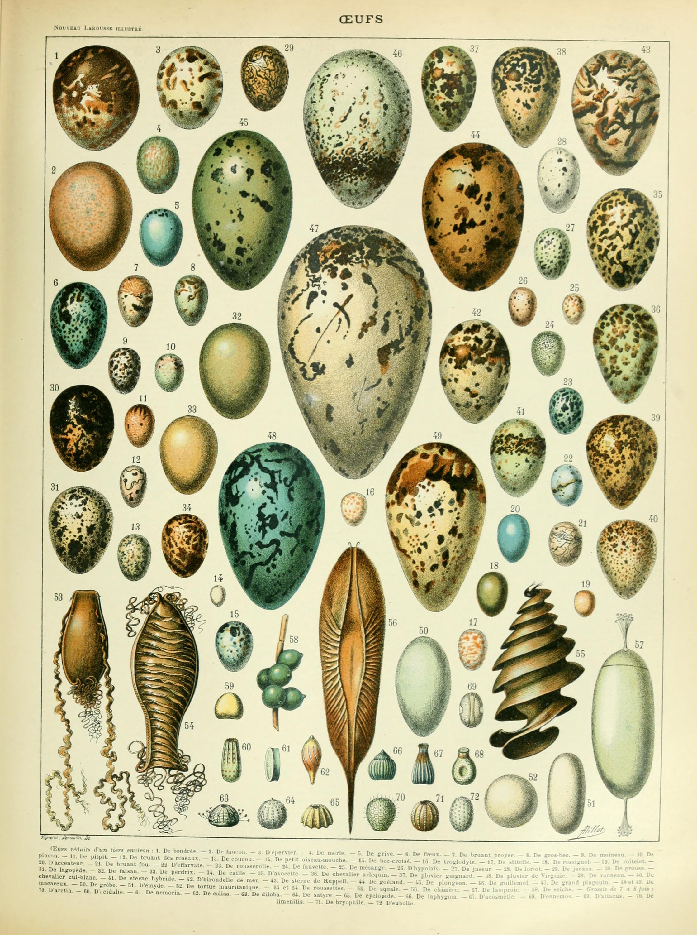 A detailed canvas print of eggs by Adolphe Millot, showcasing intricate artistry and precision.