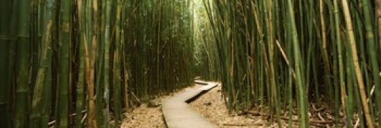 Bamboo forest with winding path.