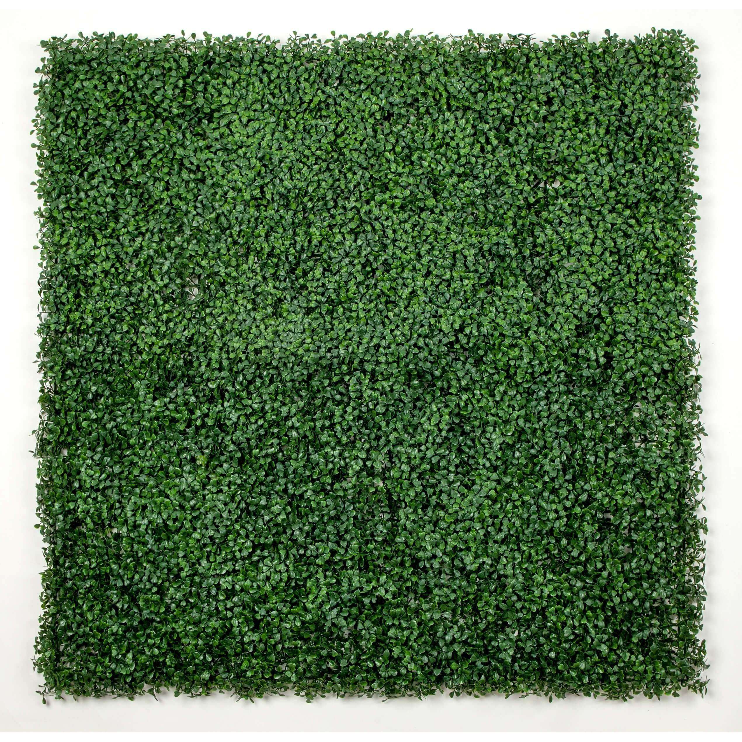 A 25cm x 25cm sample of Boxwood Artificial Hedge Panel showcasing lush green leaves, ideal for vertical gardens.