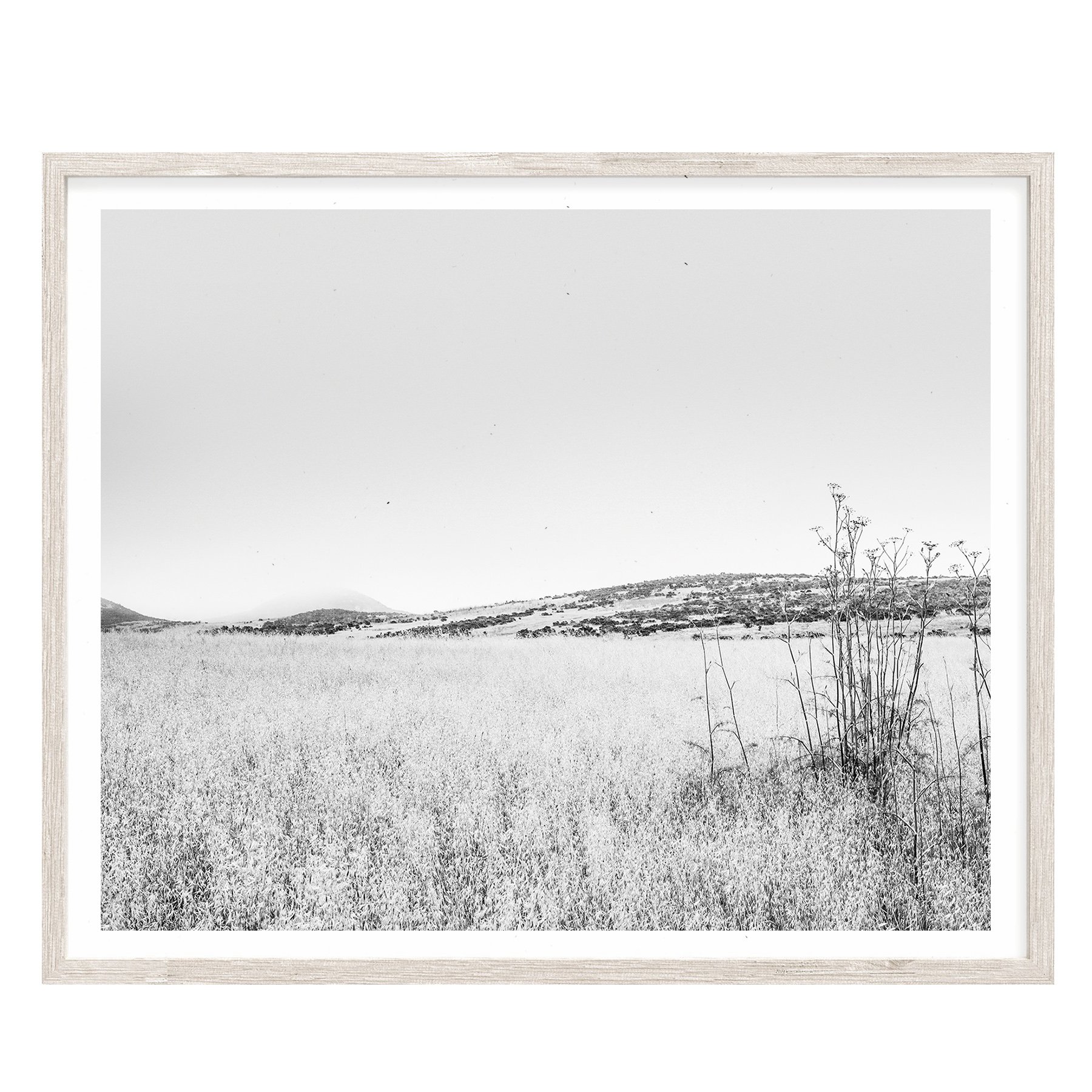 SAN LUIS OBISPO GRASS FIELD eco-friendly print on premium recycled paper with matte finish.