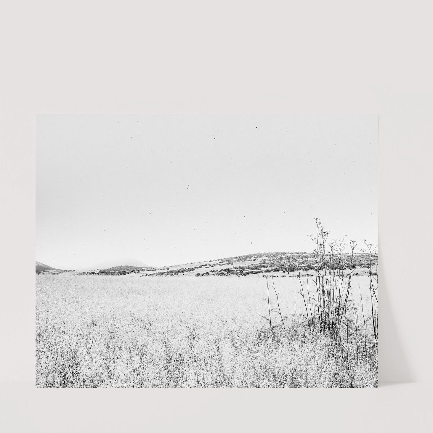 SAN LUIS OBISPO GRASS FIELD eco-friendly print on premium recycled paper with matte finish.