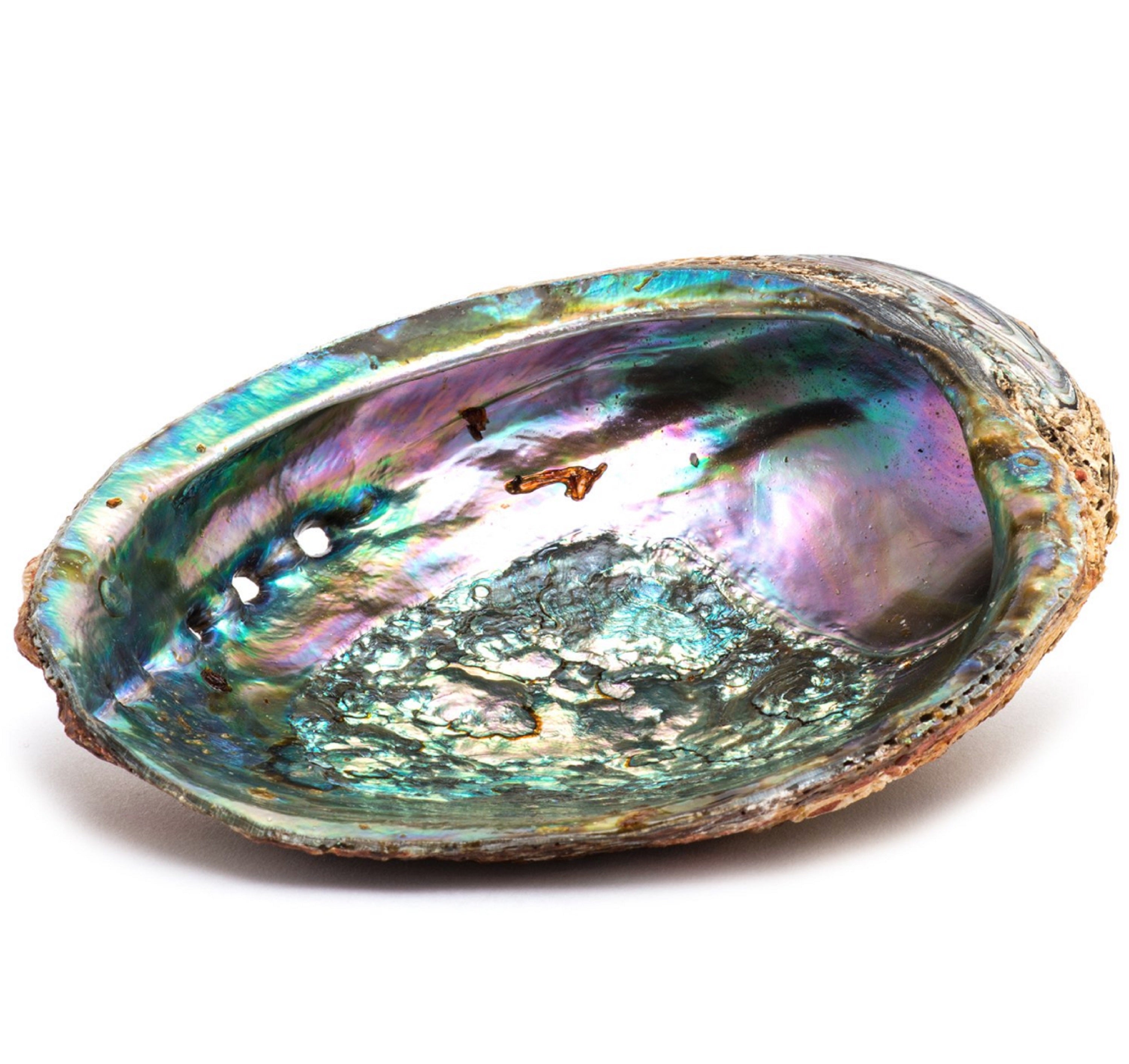 Large 5-6 inch Smudge Ash Tray Burner made from a unique Abalone shell, showcasing vibrant mother-of-pearl colors and textures.