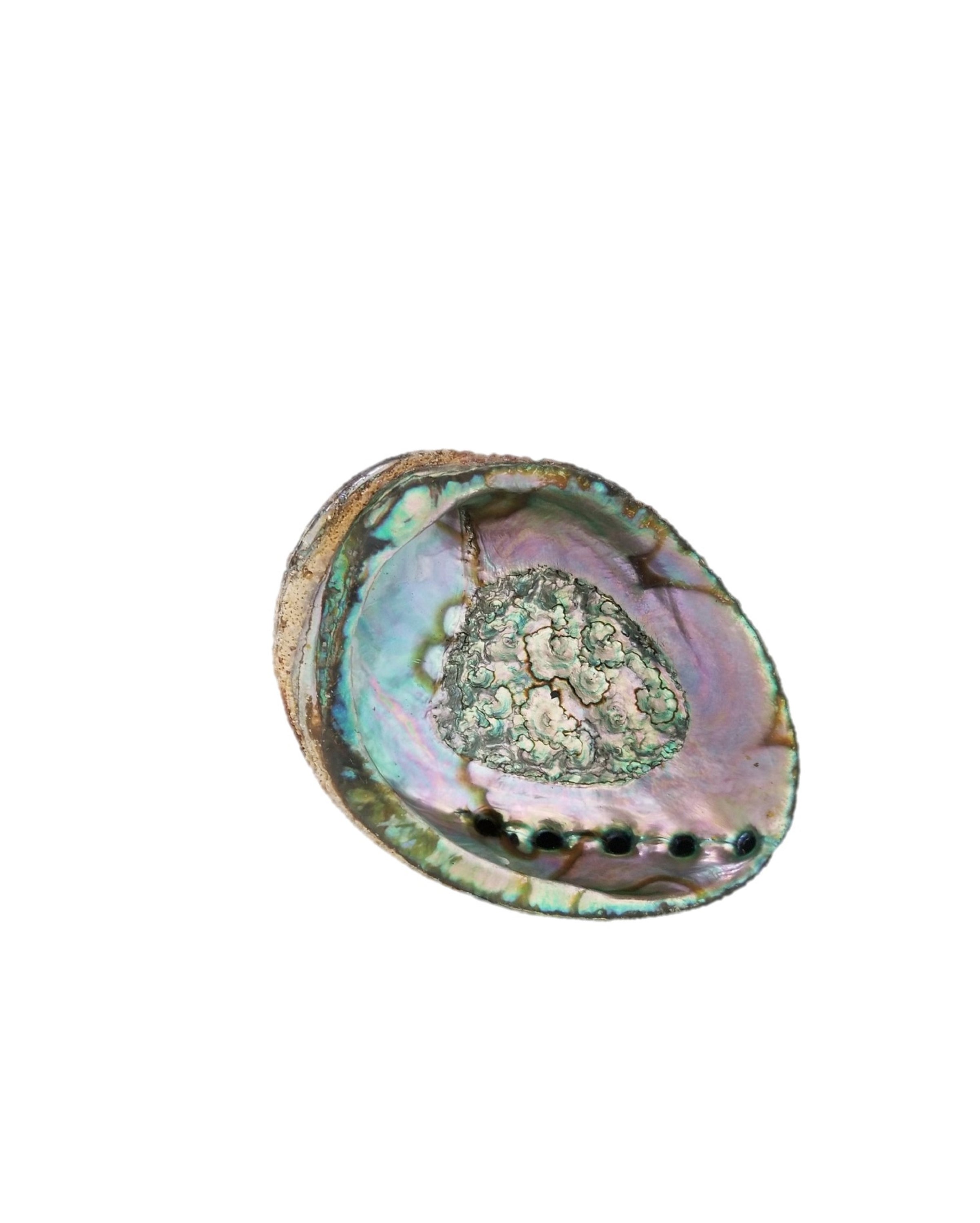 Large 5-6 inch Smudge Ash Tray Burner made from a unique Abalone shell, showcasing vibrant mother-of-pearl colors and textures.