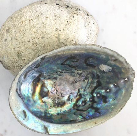 An unpolished abalone shell showcasing natural imperfections and iridescent colors, ideal for smudging rituals.