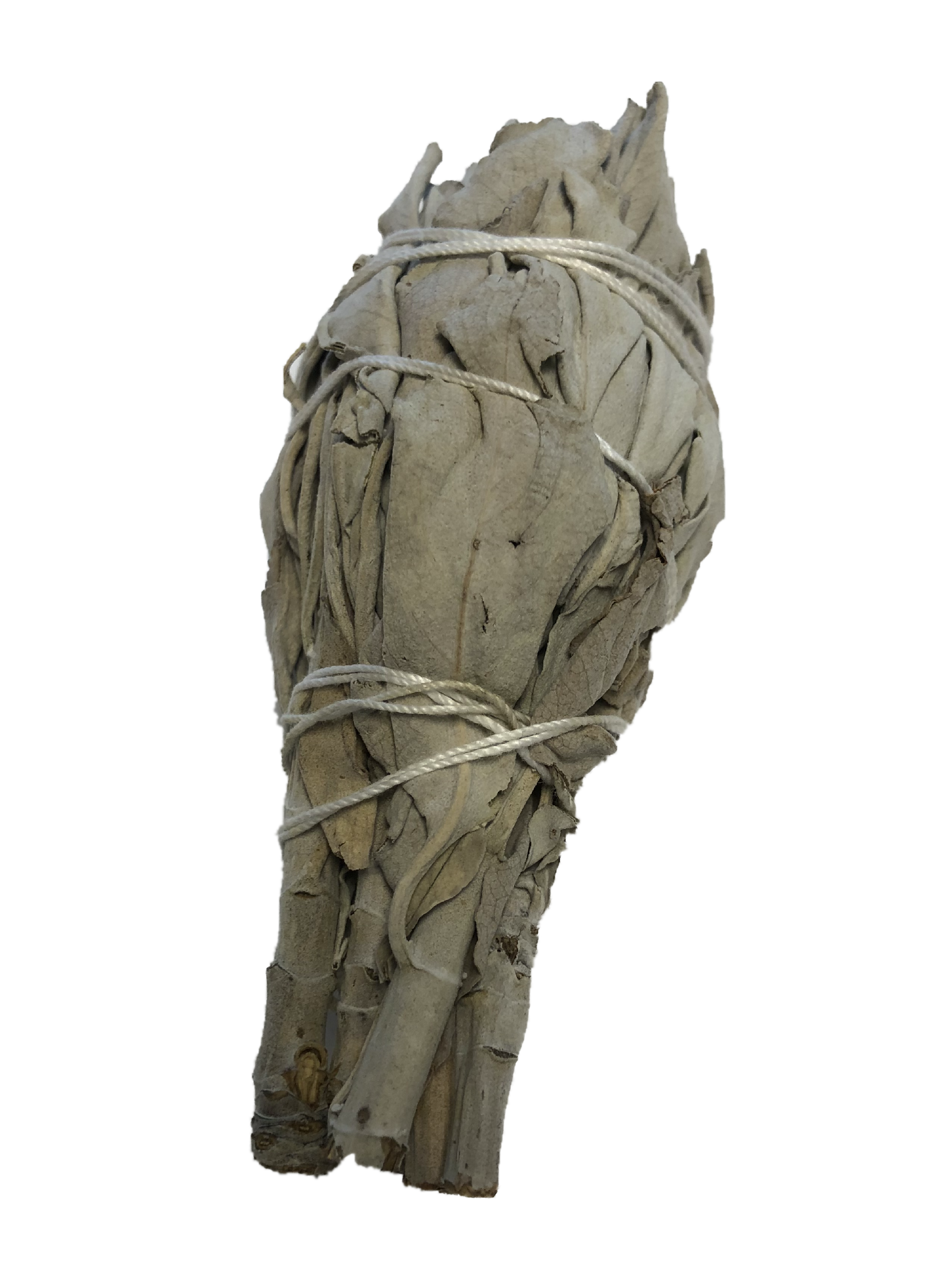 A bundle of dried White Sage smudging sticks tied with string, showcasing its natural texture and color.