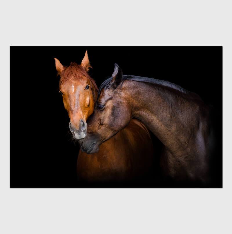 Wild Horses Acrylic Print showcasing vibrant colors and high-gloss finish, perfect for modern wall decor.