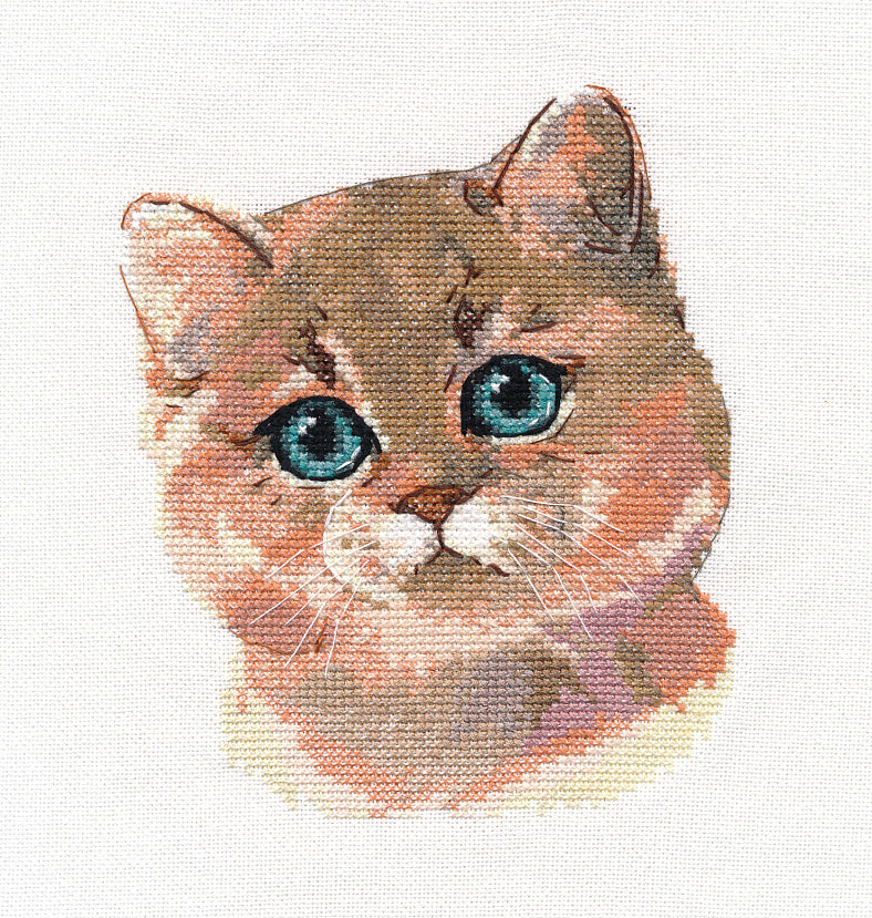 A counted cross stitch kit featuring a ginger British Shorthair kitten with blue eyes, including threads and canvas.