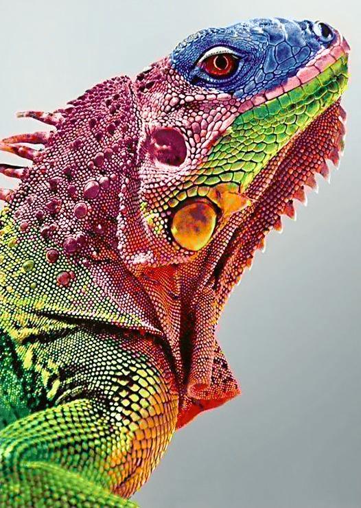 Iguana WD065 Wizardi Diamond Painting Kit featuring a self-adhesive canvas, tweezers, stylus, and colorful acrylic diamonds in designer packaging.