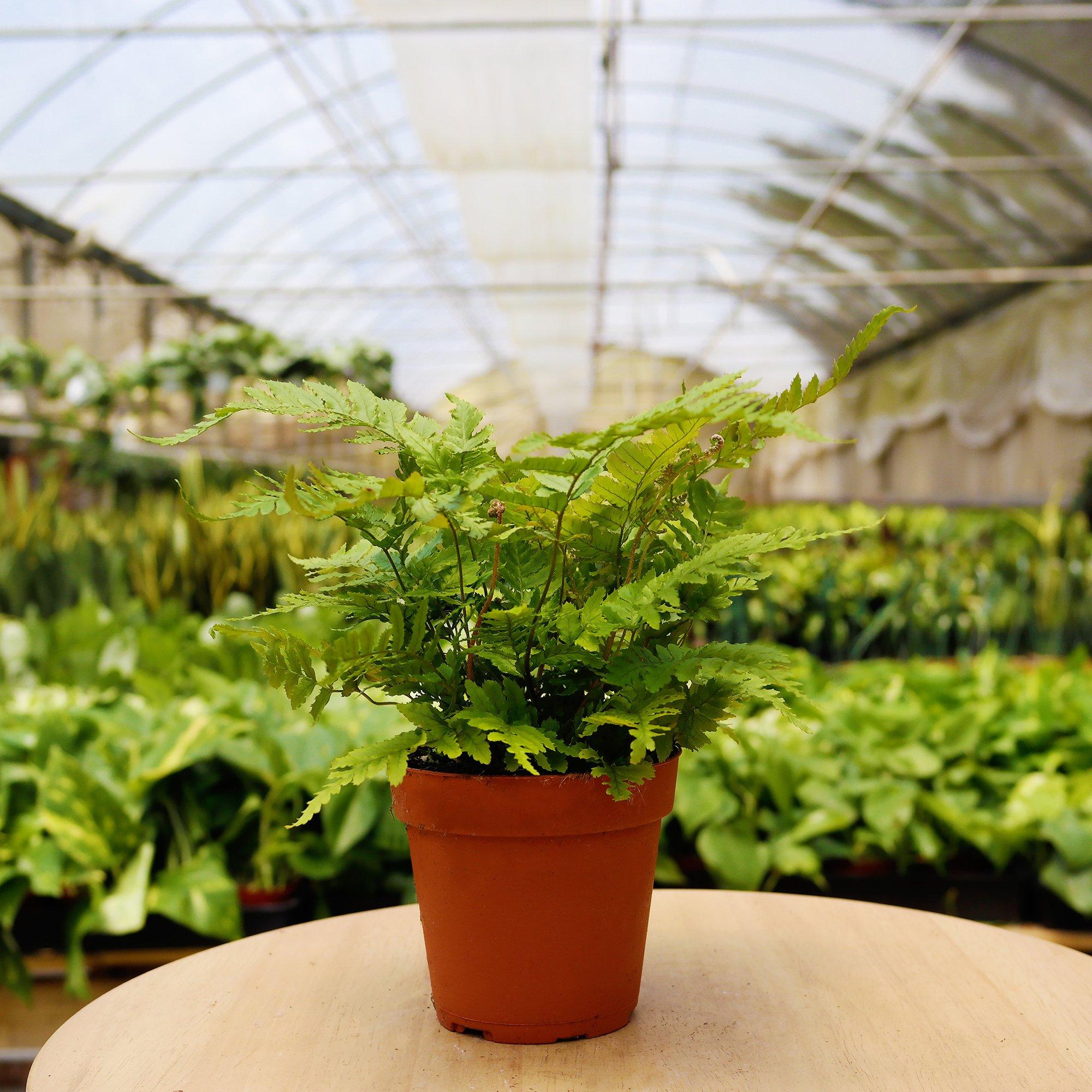 A vibrant indoor plant in a 4-inch nursery pot, perfect for pet-friendly homes, showcasing lush green leaves.