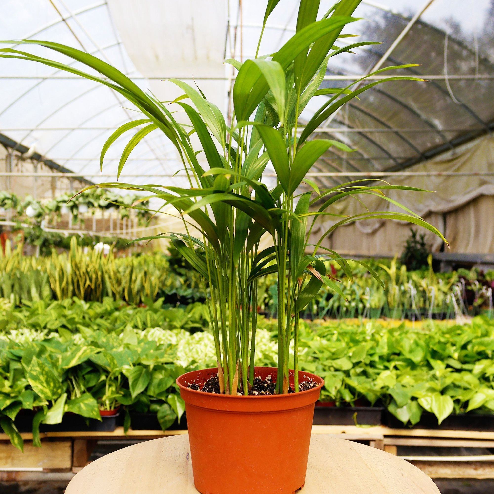 A vibrant indoor plant in a 4-inch nursery pot, perfect for pet-friendly homes, showcasing lush green leaves.