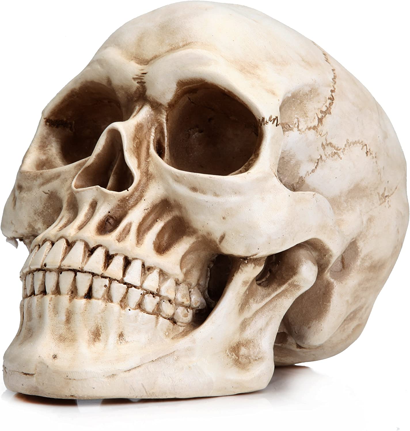 A detailed 1:1 replica of a human adult skull made from resin, showcasing intricate features and realistic design.