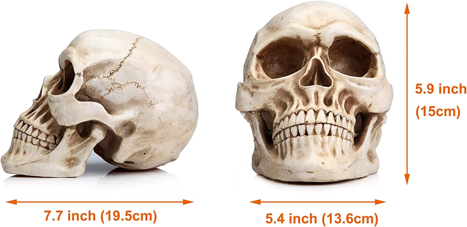 A detailed 1:1 replica of a human adult skull made from resin, showcasing intricate features and realistic design.