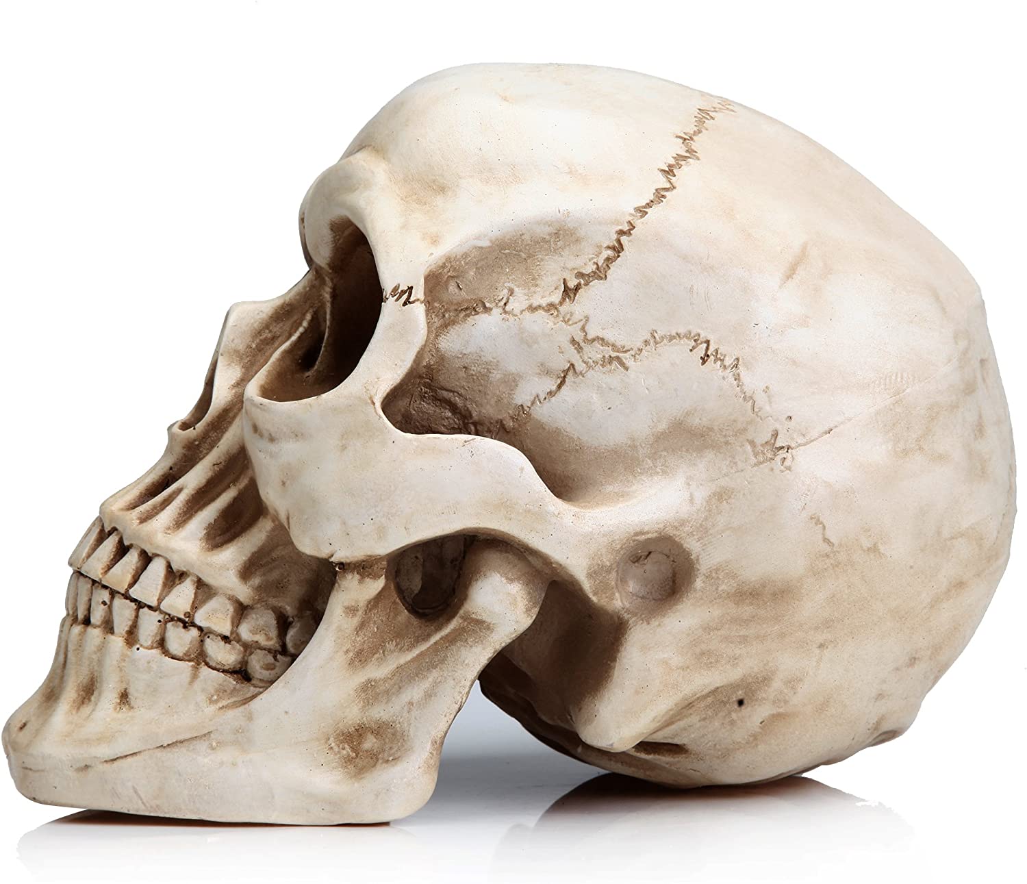 A detailed 1:1 replica of a human adult skull made from resin, showcasing intricate features and realistic design.