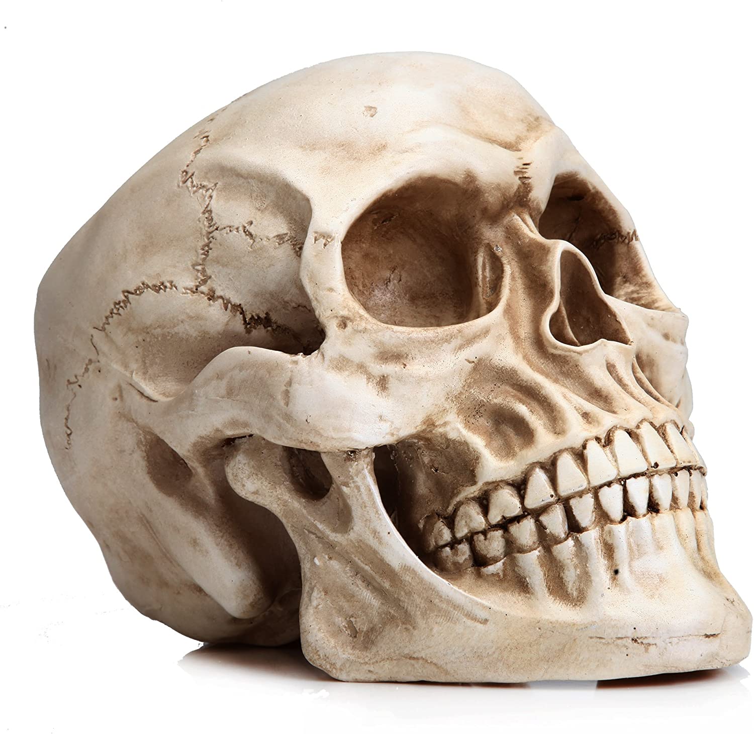 A detailed 1:1 replica of a human adult skull made from resin, showcasing intricate features and realistic design.