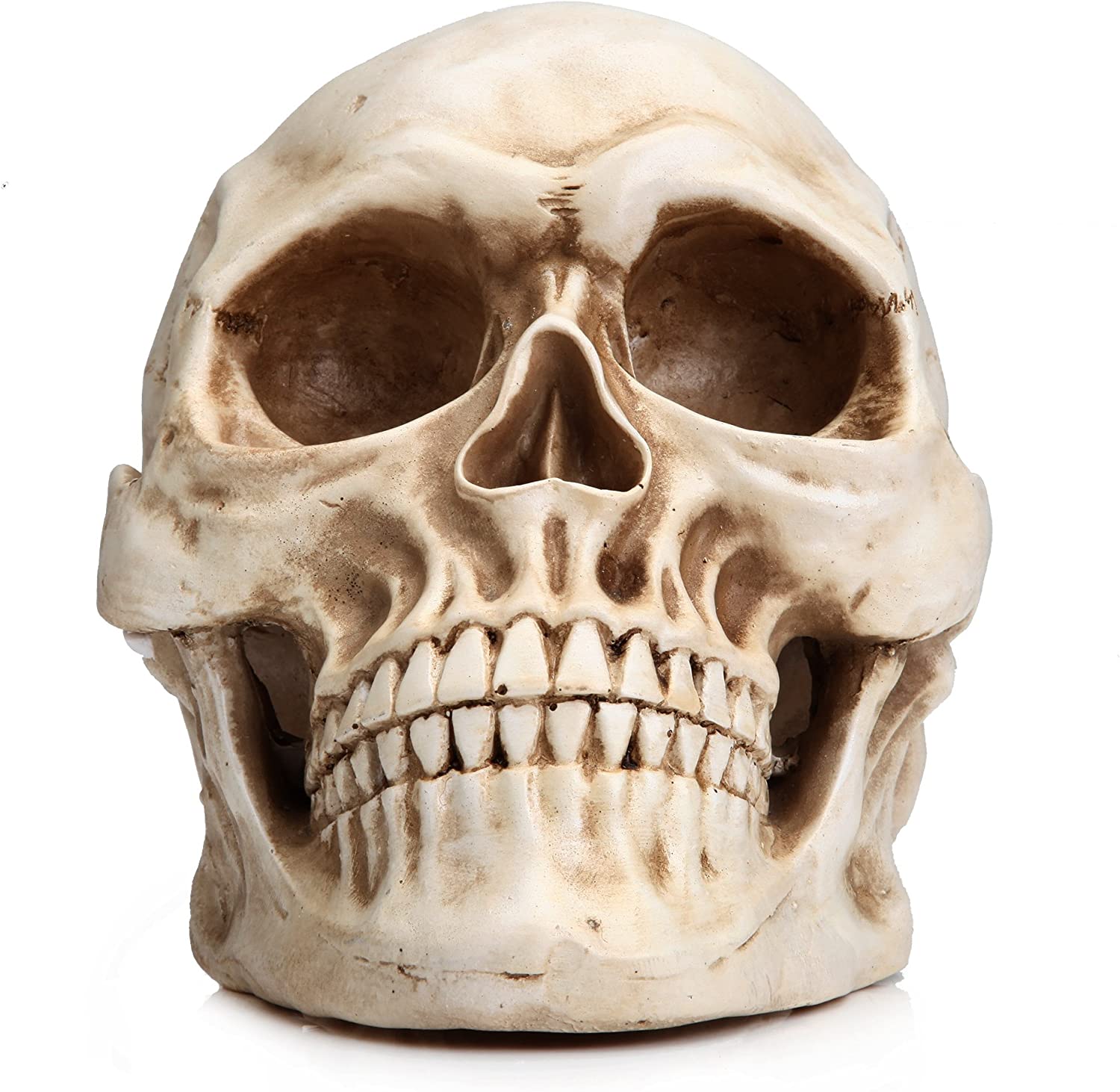 A detailed 1:1 replica of a human adult skull made from resin, showcasing intricate features and realistic design.