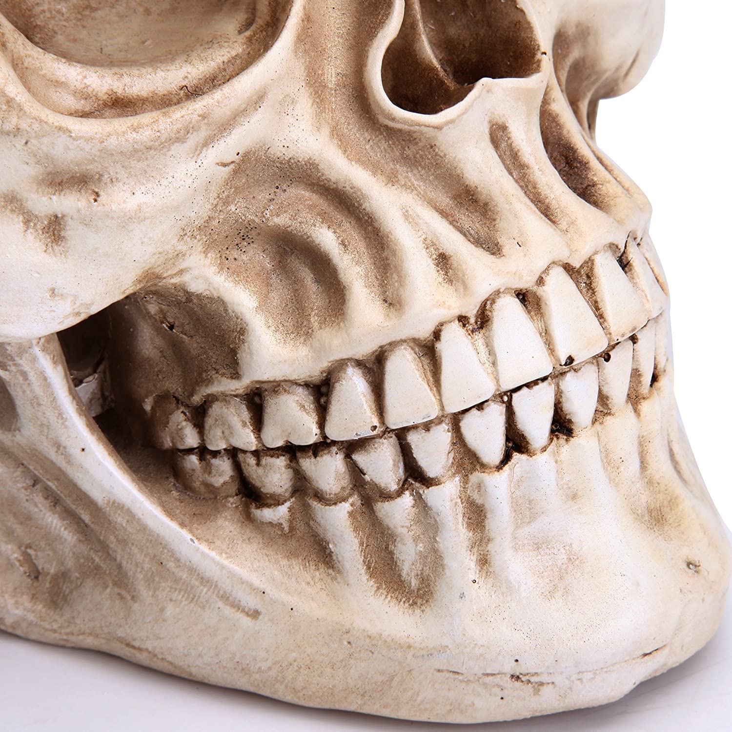 A detailed 1:1 replica of a human adult skull made from resin, showcasing intricate features and realistic design.