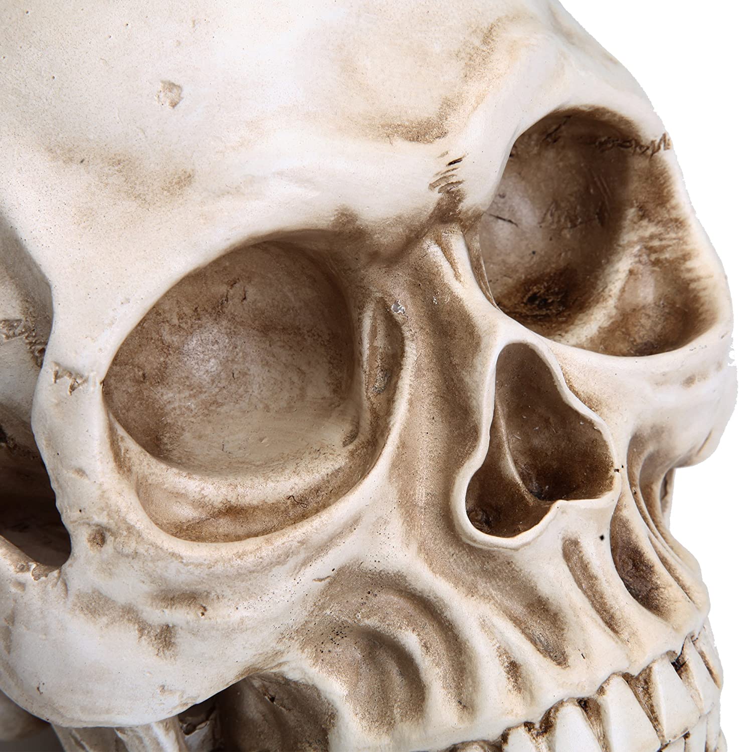 A detailed 1:1 replica of a human adult skull made from resin, showcasing intricate features and realistic design.