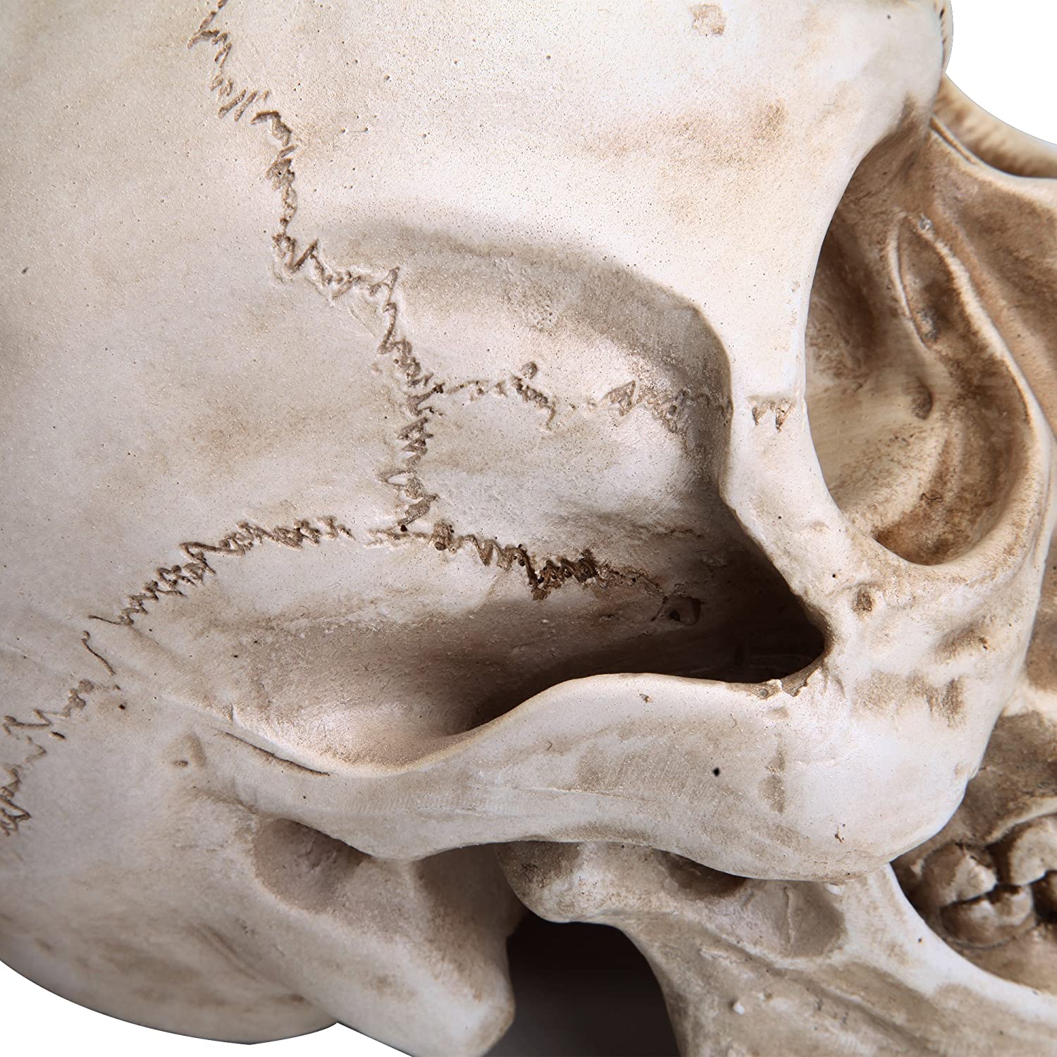 A detailed 1:1 replica of a human adult skull made from resin, showcasing intricate features and realistic design.