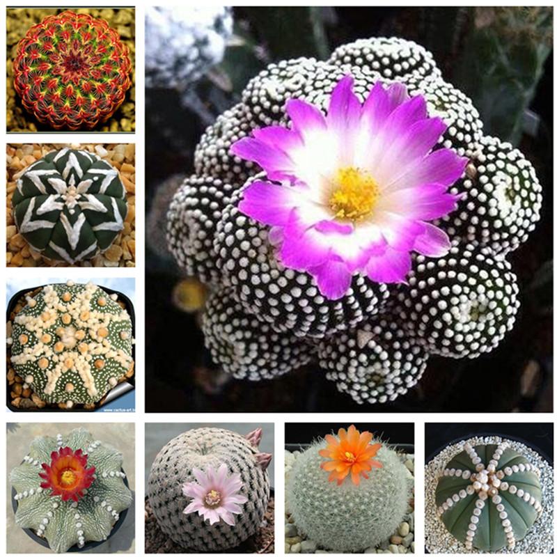 A collection of 100 exotic cactus seeds in various colors, ideal for indoor gardening and succulent enthusiasts.