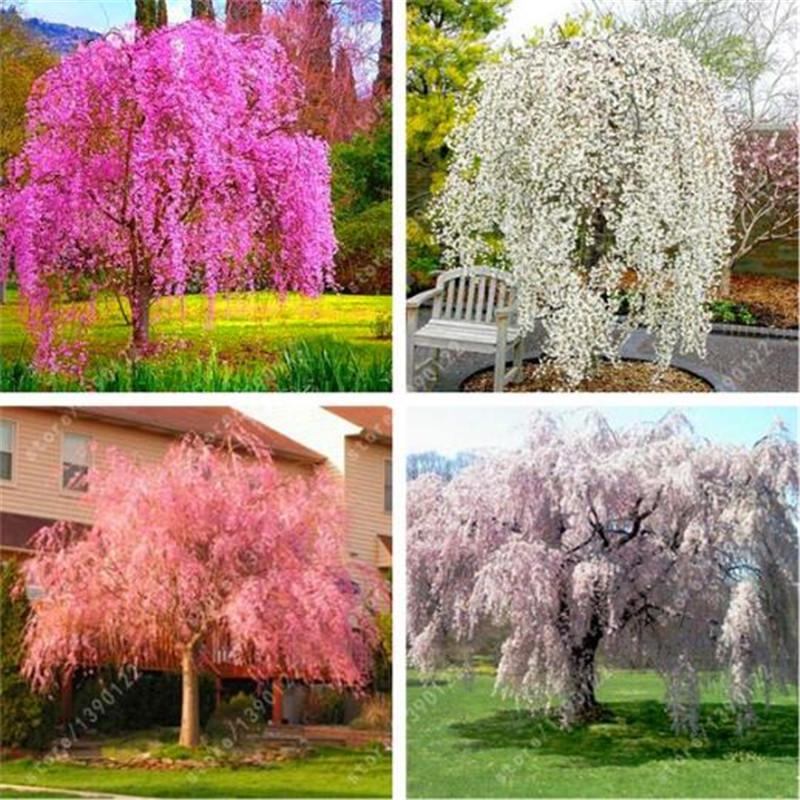 A collection of 20 Weeping Sakura seeds in a simple package, showcasing their potential for beautiful cherry blossom growth.