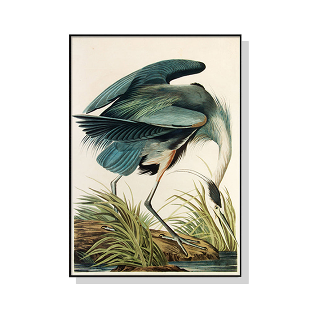 60cmx90cm canvas print of Great Blue Heron by John James Audubon, framed in a sleek black frame, showcasing vibrant colors and intricate details.