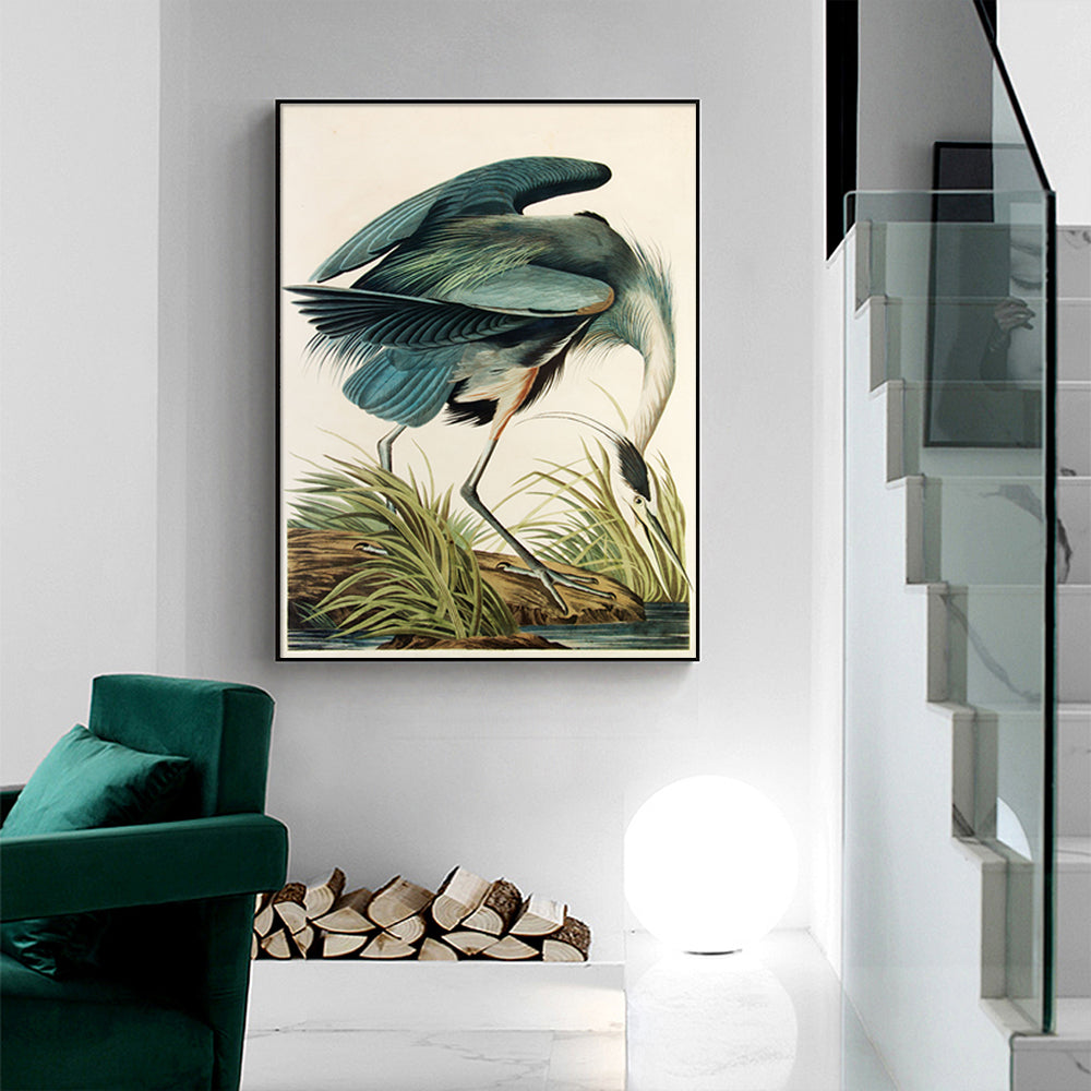 60cmx90cm canvas print of Great Blue Heron by John James Audubon, framed in a sleek black frame, showcasing vibrant colors and intricate details.