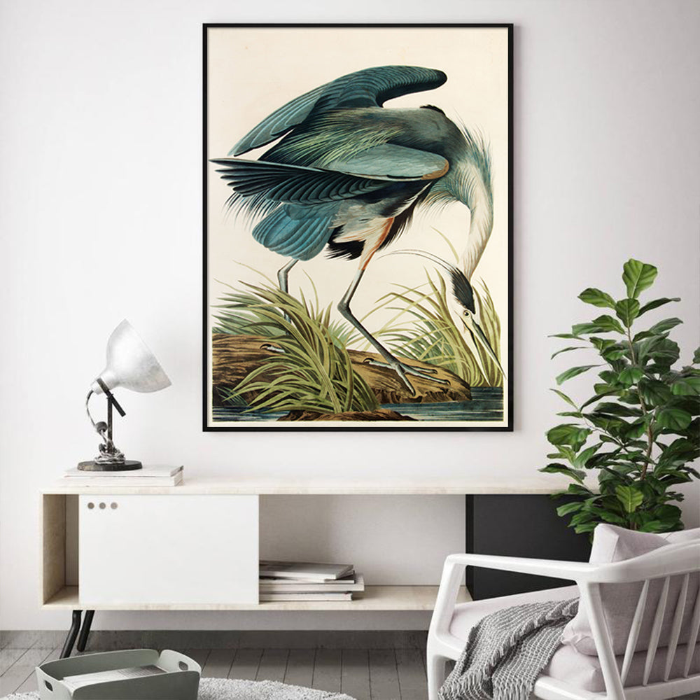 60cmx90cm canvas print of Great Blue Heron by John James Audubon, framed in a sleek black frame, showcasing vibrant colors and intricate details.