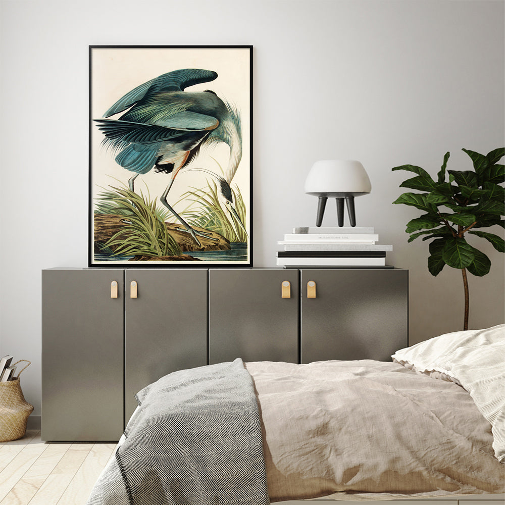 60cmx90cm canvas print of Great Blue Heron by John James Audubon, framed in a sleek black frame, showcasing vibrant colors and intricate details.