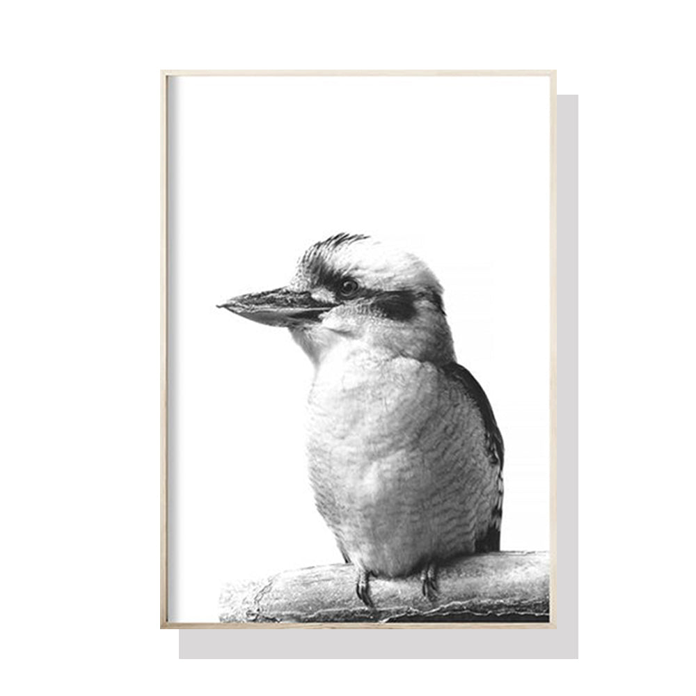 60cmx90cm Kookaburra canvas wall art in a black frame, showcasing vibrant colors and a floating effect.