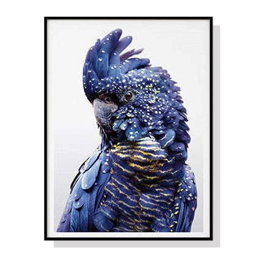 70cmx100cm Black Cockatoo canvas wall art framed in a black floating frame, showcasing vibrant colors and intricate details.