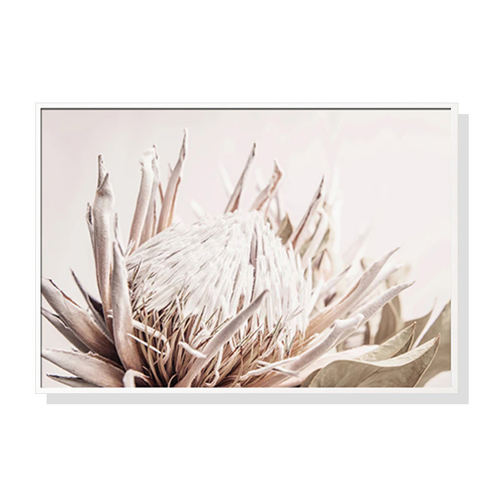 80cmx120cm Pure Protea II canvas wall art in a white floating frame, showcasing vibrant floral design.