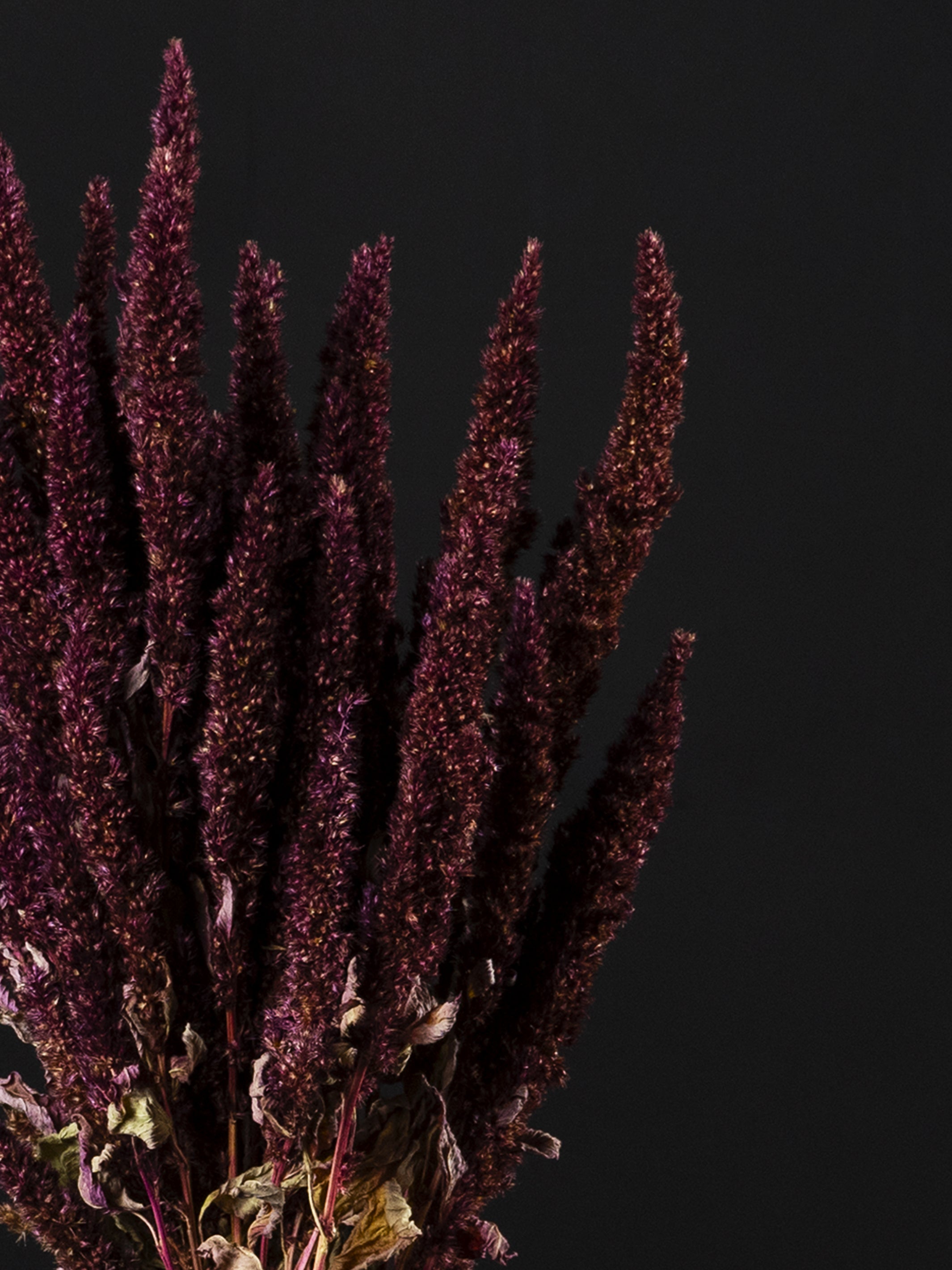 Flores liofilizadas de Amaranthus Preservada, coloridas y con textura única, ideales para decoración.